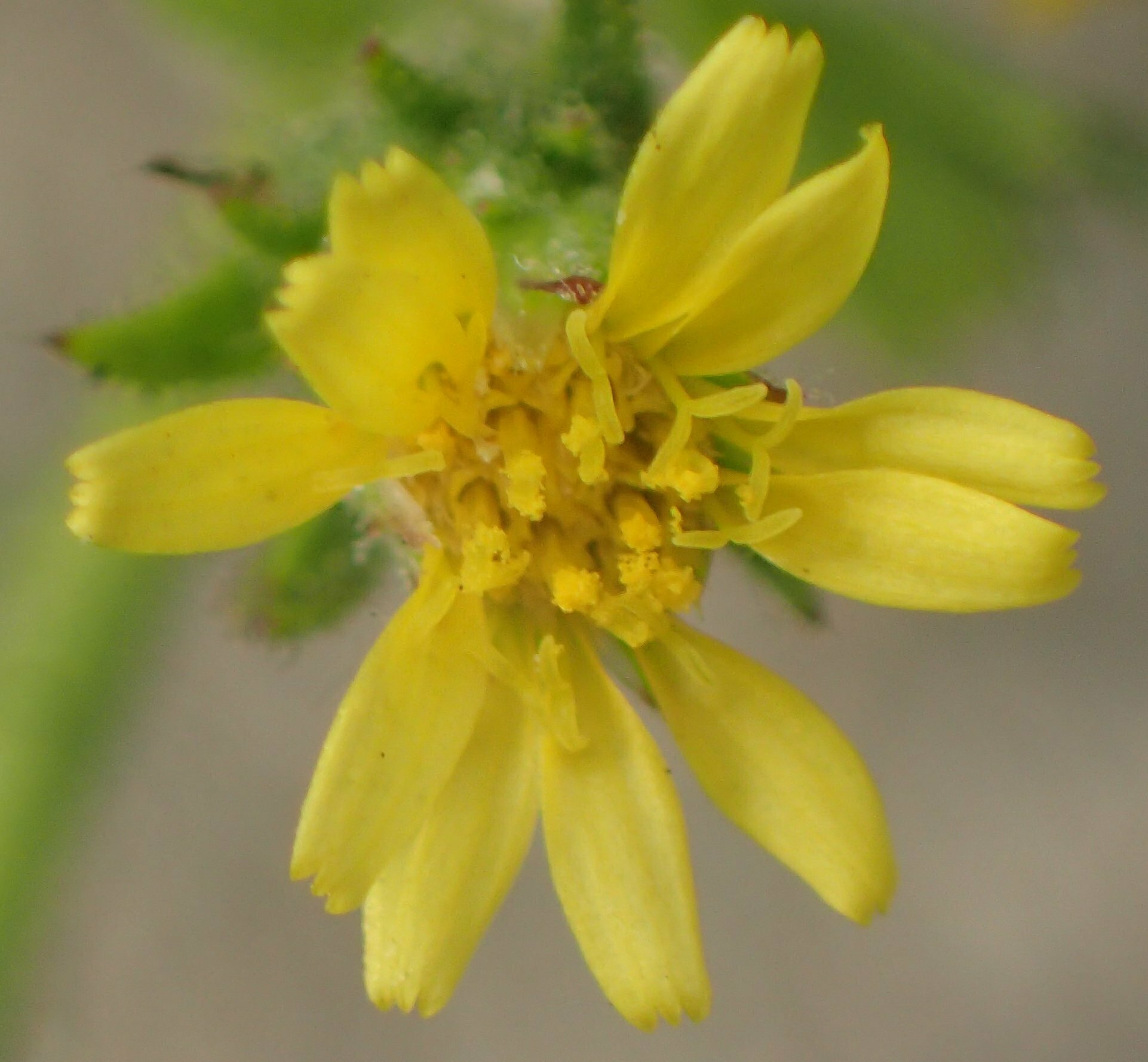 High Resolution Dittrichia graveolens Flower